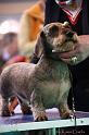 Crufts2011_2 1474